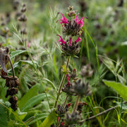 Hummingbird Sage Seeds - Herbal Plant