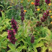 Hummingbird Sage Seeds - Herbal Seeds