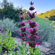 Hummingbird Sage Seeds - Herbal Seeds