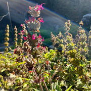 Hummingbird Sage Seeds - Herbal Seeds