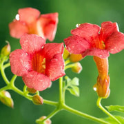 Trumpet Seeds, Campsis radicans Flower Seeds
