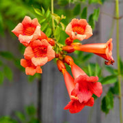 Trumpet Seeds, Campsis radicans Flower Seeds