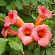 Trumpet Seeds, Campsis radicans Flower Seeds