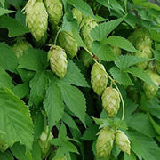 Hops Humulus lupulus Seeds
