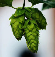 Hops Humulus lupulus Seeds