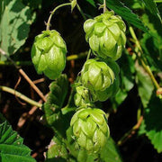Hops Humulus lupulus Seeds