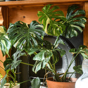 Hurricane Plant Seeds - Tropical Ornamental Houseplant Seeds for Planting