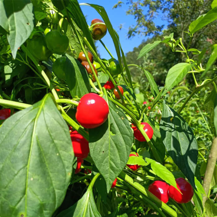 Hurt Pepper Berry Seeds