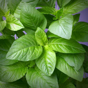 Edible Green Amaranth Seeds
