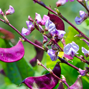 Hyacinth Bean Seeds, Lablab Purpureus