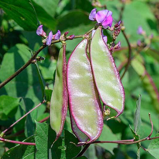 Purple Hyacinth Bean Seeds