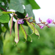 Purple Hyacinth Bean Seeds