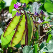 Purple Hyacinth Bean Seeds