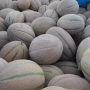Grey Cantaloupe Melon Seeds