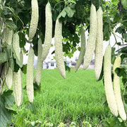 White Bitter Melon Seeds