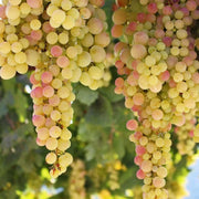 Green and Red Grape Seeds