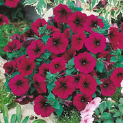 Hybrid Maroon Petunia Seeds