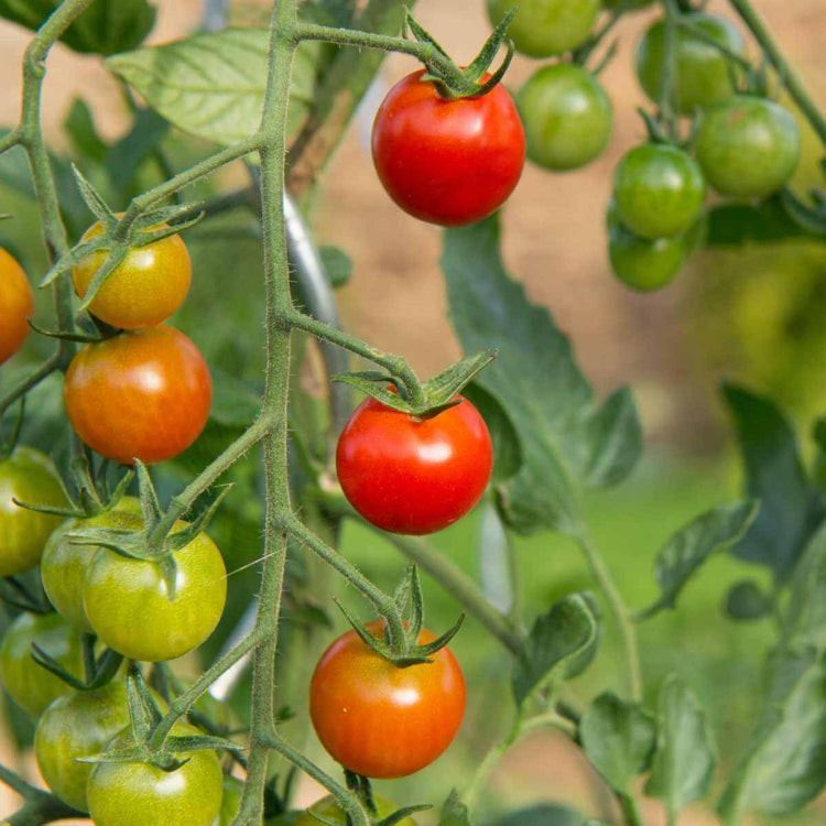 Hybrid Sweet Salad Tomato Seeds
