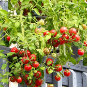 Hybrid Sweet Salad Tomato Seeds