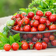 Hybrid Sweet Salad Tomato Seeds