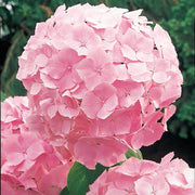 Baby Pink Hydrangea Seeds