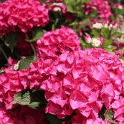 Thick Pink Hydrangea Seeds