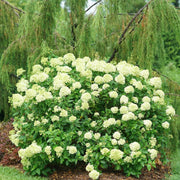 Little Lime Hydrangea Seeds