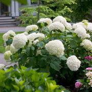 Hydrangea Arborescens Seeds - Flower Plant