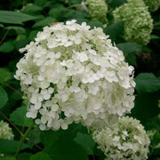 Hydrangea Arborescens Seeds - Flower Plant