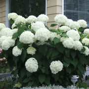 Hydrangea Arborescens Seeds - Flower Plant