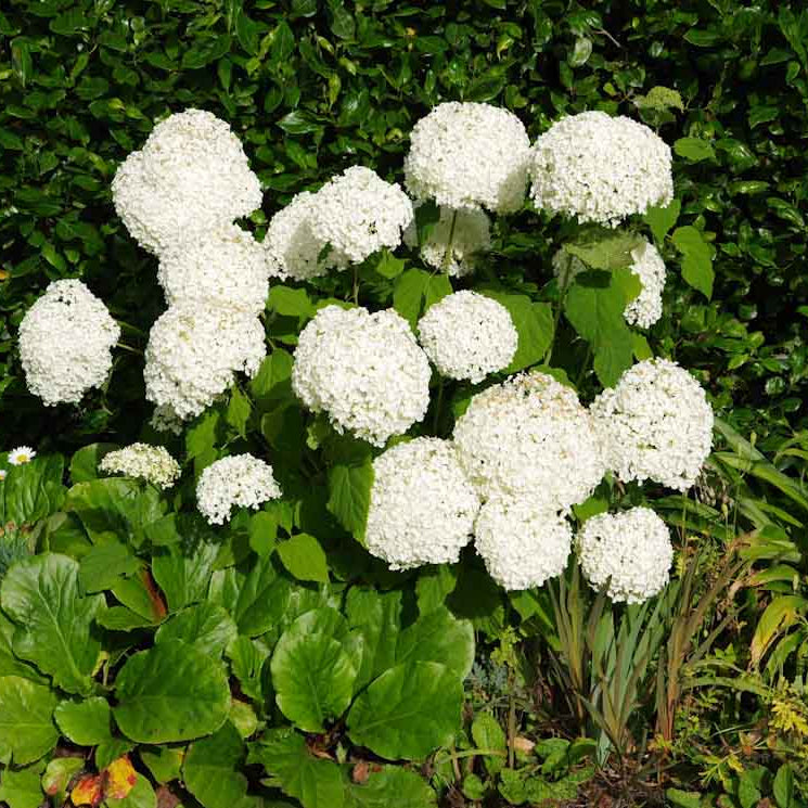 Hydrangea Arborescens Seeds