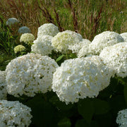 Hydrangea Arborescens Seeds