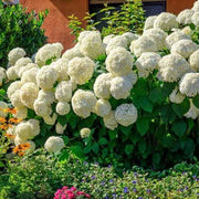 Hydrangea Arborescens Seeds