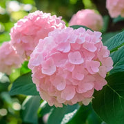 Baby Pink Hydrangea Seeds