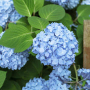 Hydrangea Bush Seeds