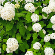 Hydrangea Bush Seeds