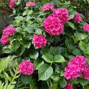 Hydrangea Bush Seeds