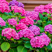 Hydrangea Bush Seeds