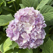 Hydrangea Bush Seeds