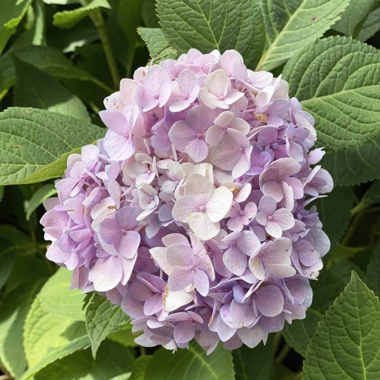 Hydrangea Bush Seeds