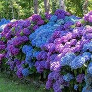 Hydrangea Garden Seeds