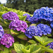 Hydrangea Garden Seeds