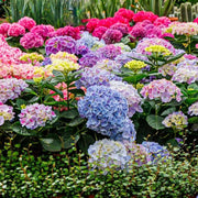 Hydrangea Garden Seeds