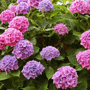 Hydrangea Garden Seeds