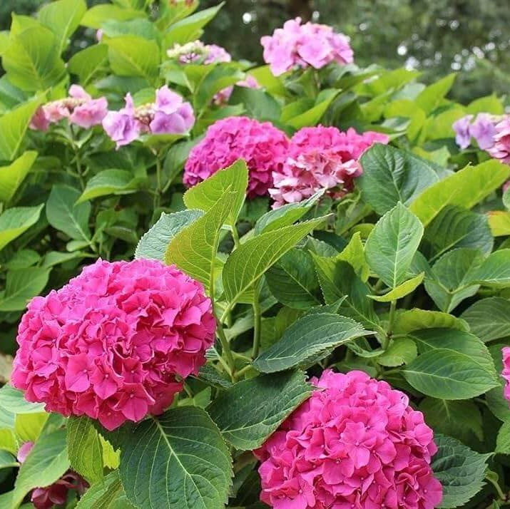 Hydrangea Garden Seeds