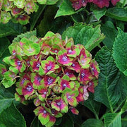 Green Red Hydrangea Seeds