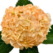 Light Orange Hydrangea Seeds