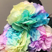 Pastel Rainbow Hydrangea Seeds