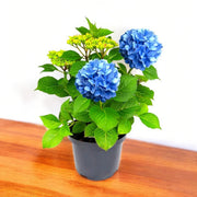 Blue Hydrangea Seeds
