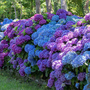Hydrangea Planting Seeds